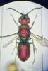 Chrysis varidens